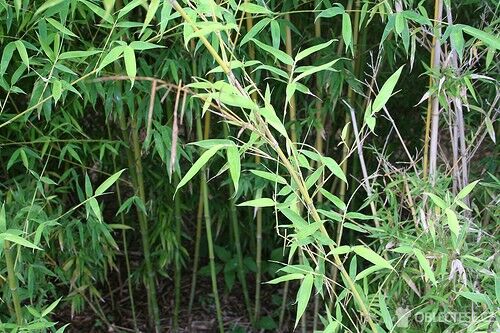 Bambus, autor: eschipul
