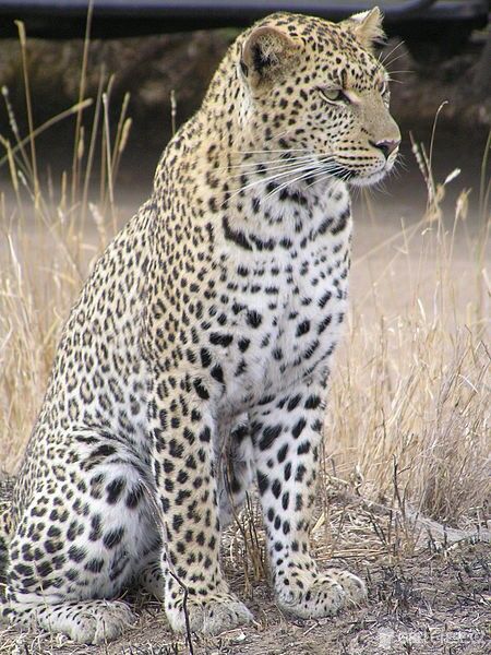 Leopard, autor: Liftarn